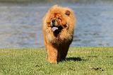 CHOW CHOW 393